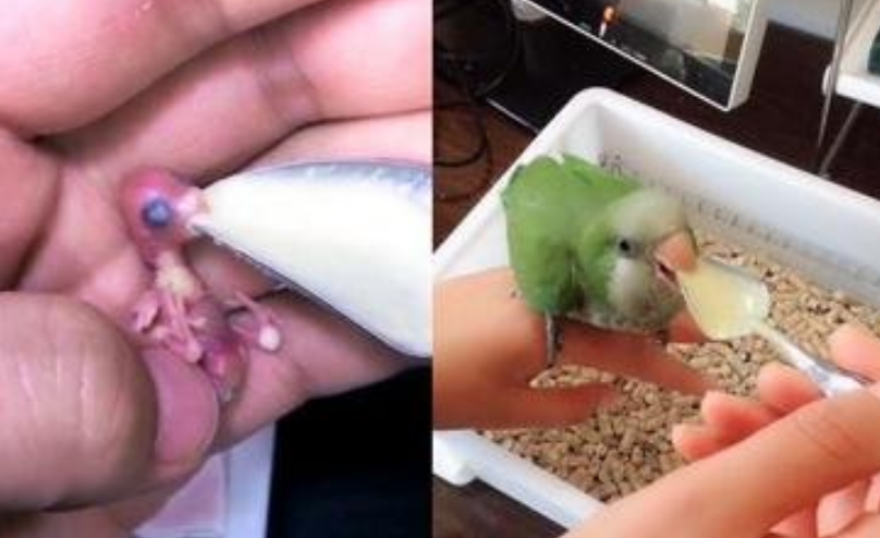 刚出生的虎皮鹦鹉宝宝吃什么？（刚出生的虎皮鹦鹉怎么养活）
