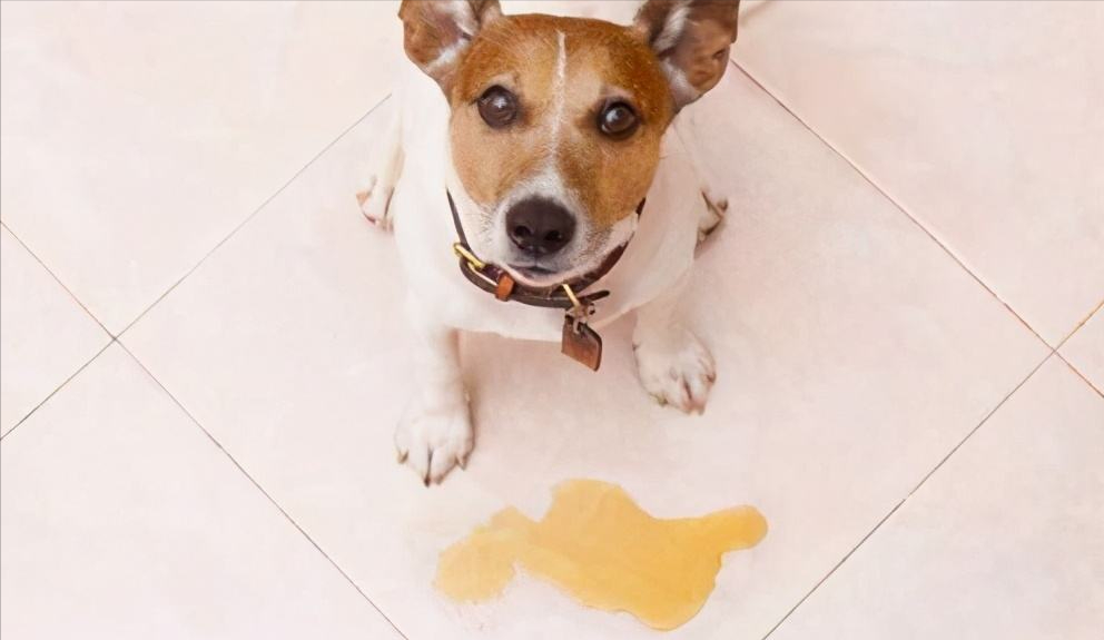 狗狗尿液很黄？是怎样解决的？可能是这几个原因和解决方法