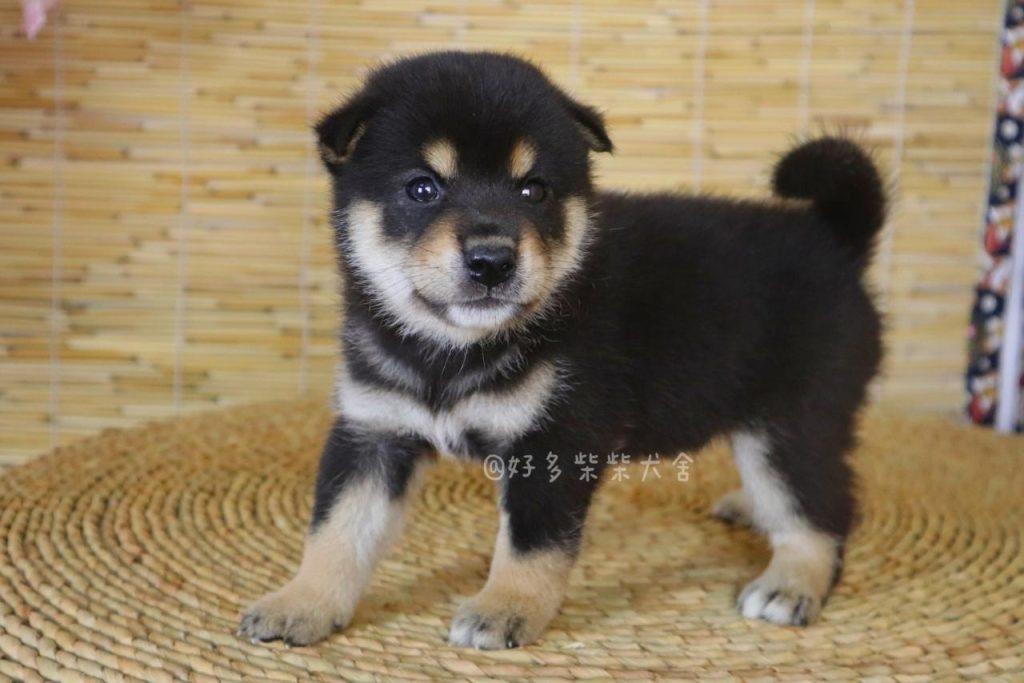 柴犬可以绝育吗？什么时候给柴犬做绝育比较合适？柴犬绝育的好处有哪些？
