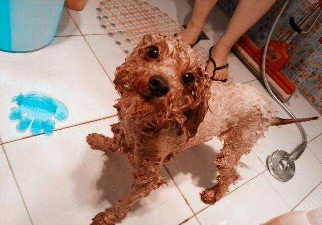 公认最不臭的几种狗，即使不洗澡，身上也有体香，是名副其实的“香狗”