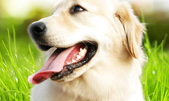 狗狗的维生素缺乏会引起哪些疾病？缺少维生素会有什么状况？