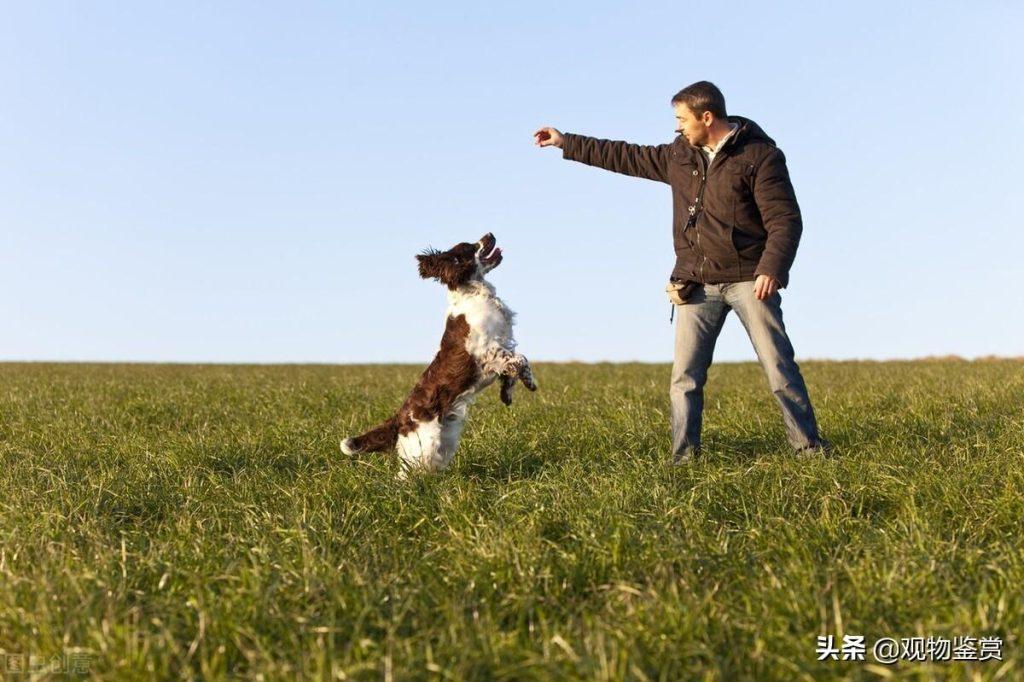 猎犬训练方式：猎犬外表凶猛，性格上也比其他狗更暴躁一些