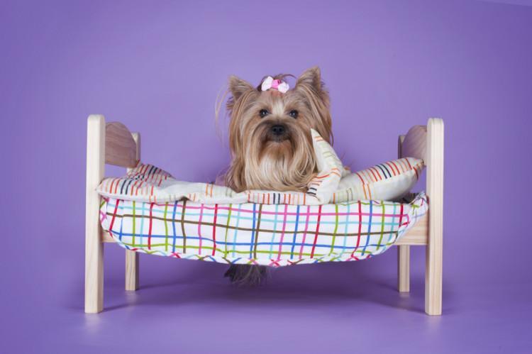 狗狗的床有3种类型，主人在购买的时候要考虑3点