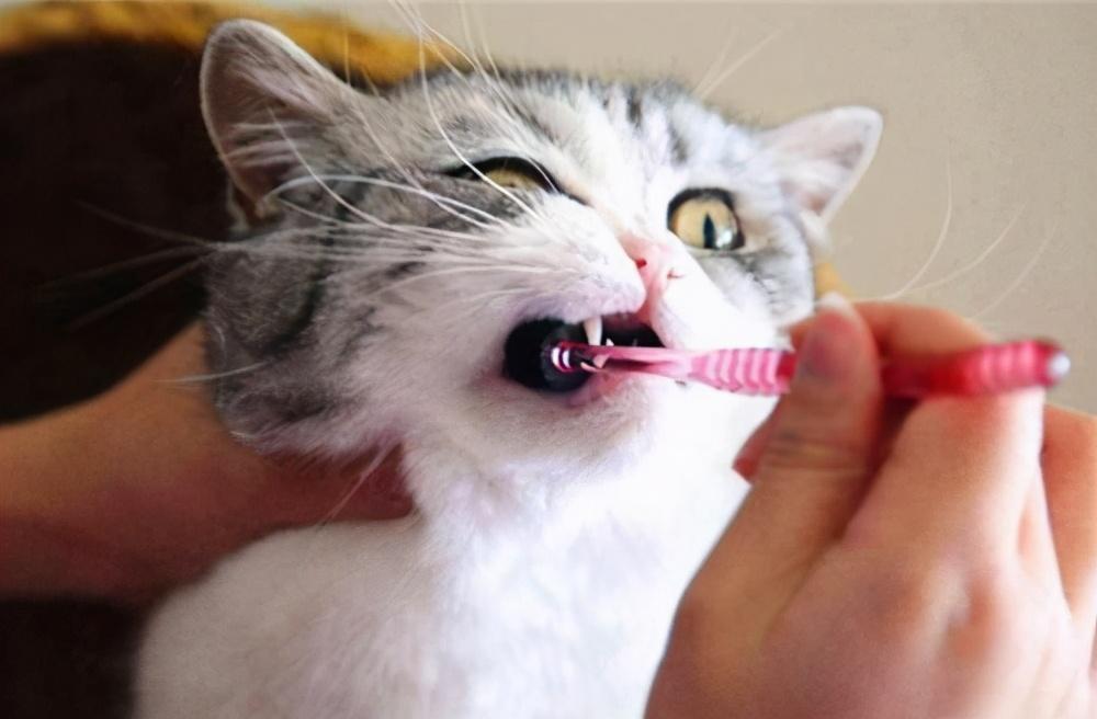 定期给猫咪刷牙很重要，按照这5个步骤来做，猫咪就不会抗拒