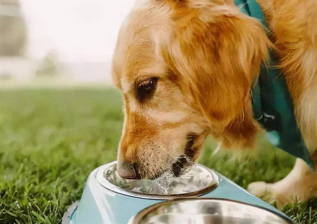 狗狗排斥喝水？铲屎官们知道的这五个“魔法”，让狗狗不排斥喝水