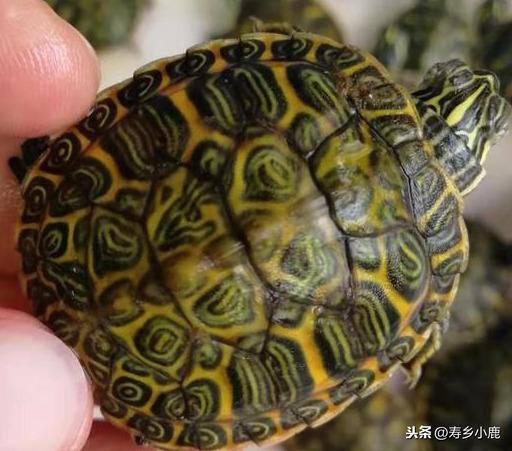 推荐三种适合新手朋友养的龟：亚洲巨龟、石金钱龟、火焰龟（养亚洲巨龟违法吗?）