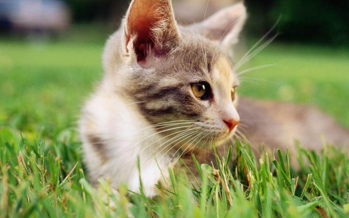 猫咪子宫蓄脓是怎么回事？导致猫咪子宫蓄脓的因素