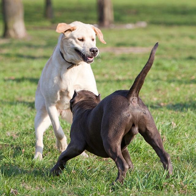 狗狗的尾巴是一种交流工具？狗狗用尾巴跟你沟通，你看得出来吗？