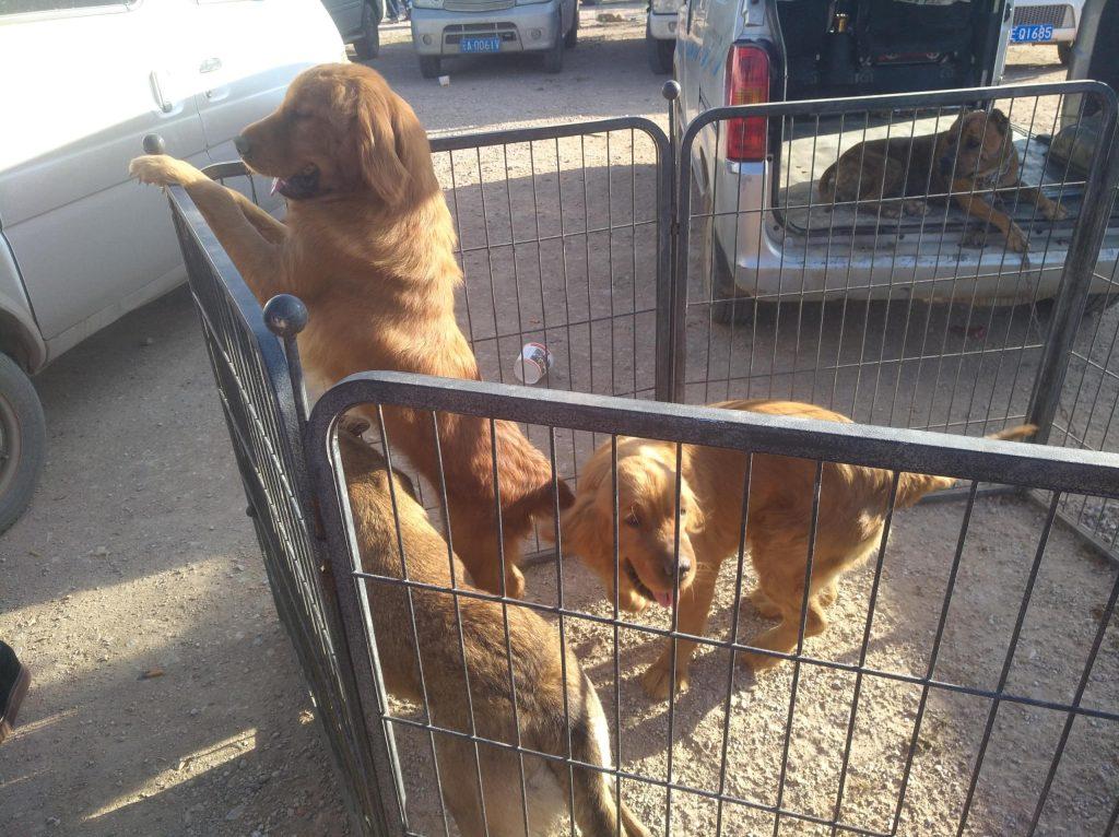 狗市商贩贩卖500元一只的金毛犬，是属于贵还是便宜呢？