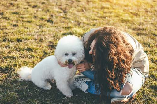 比熊犬超粘人，上厕所都不放过你，比熊犬粘人不是没有原因的