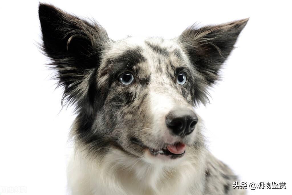 立耳犬耳朵下垂，为什么要矫正？哪些狗狗是属于立耳犬？