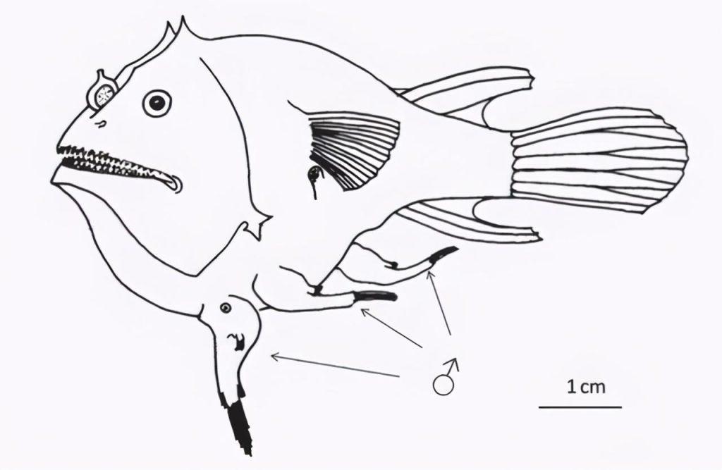 琵琶鱼的交配方式有多可怕？琵琶鱼是怎么交配的？