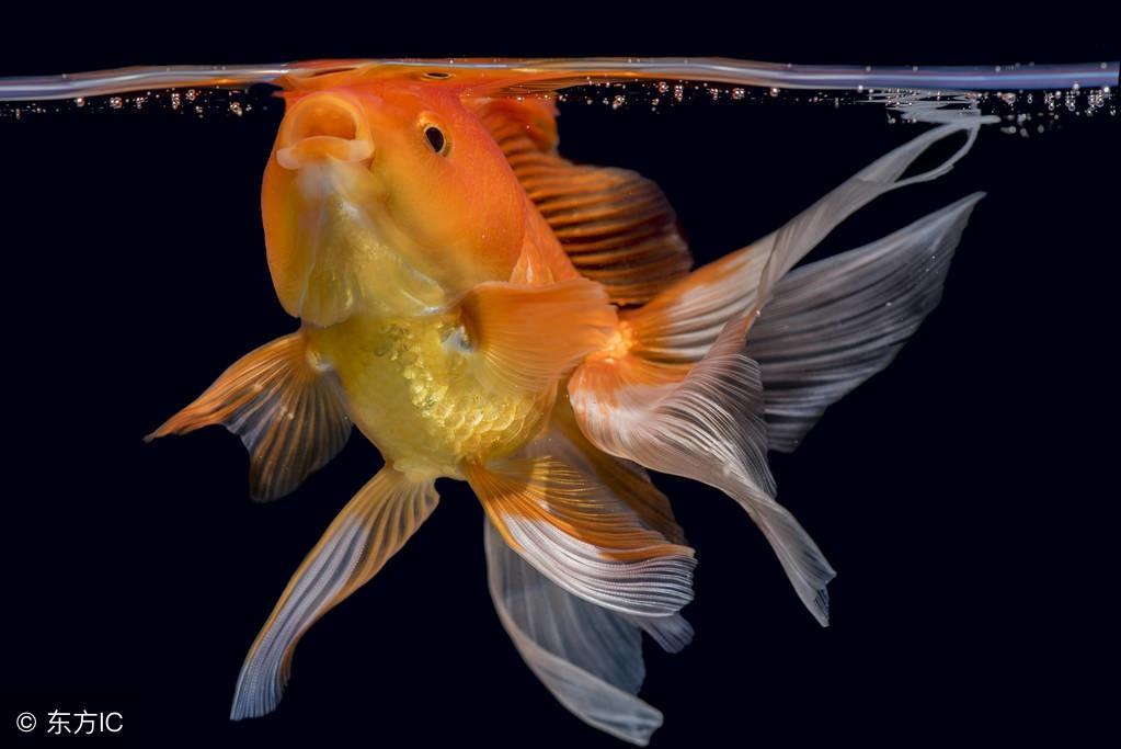 解析金鱼的烂鳃病知识点，但金鱼发生什么病死亡率不高？