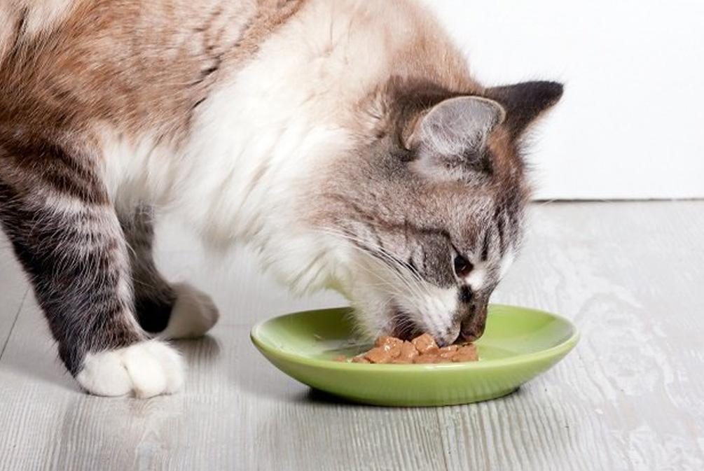 猫咪不吃饭是怎么回事？分析猫食欲不振的这10个原因