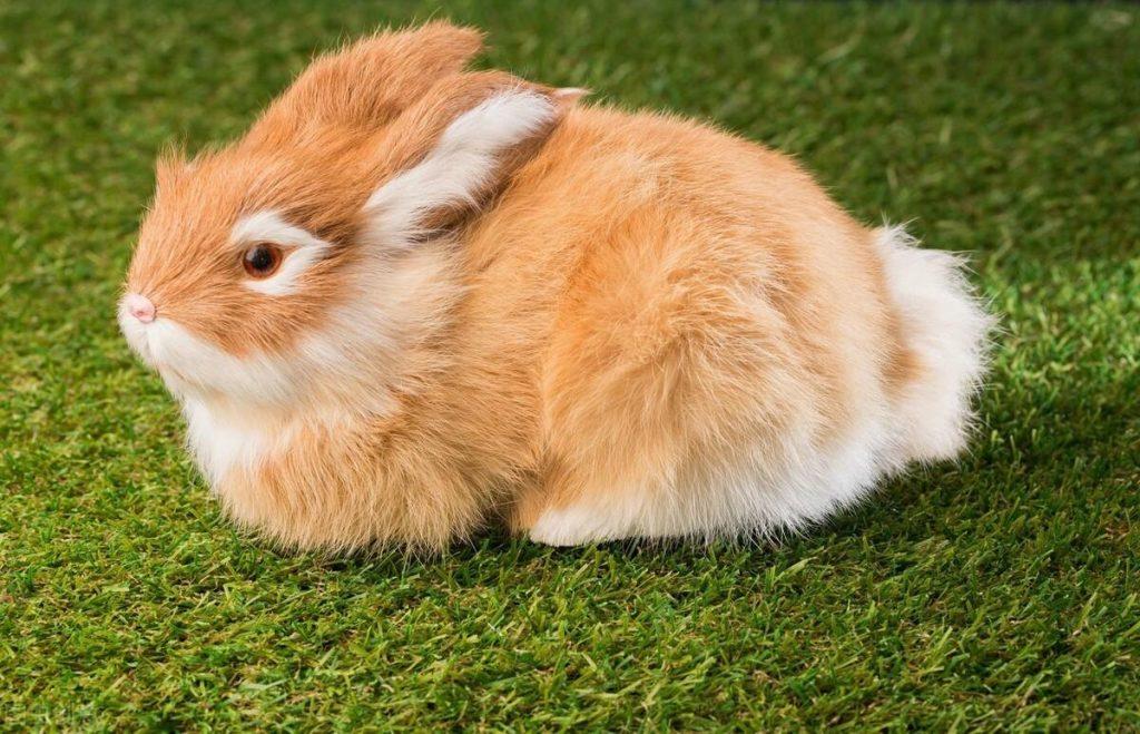 养宠经验：兔子耳螨专用药帮助兔子摆脱困扰