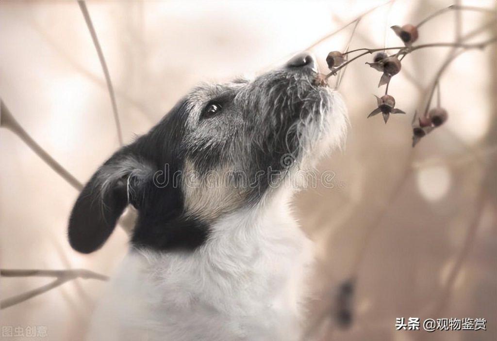 狗狗为什么有时候不想吃东西没有精神怎么办? 狗狗为什么有时候不想吃东西没有精神怎么办?