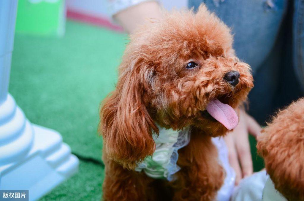 六个原因告知你为什么泰迪犬会咬人？你家泰迪会咬人吗？