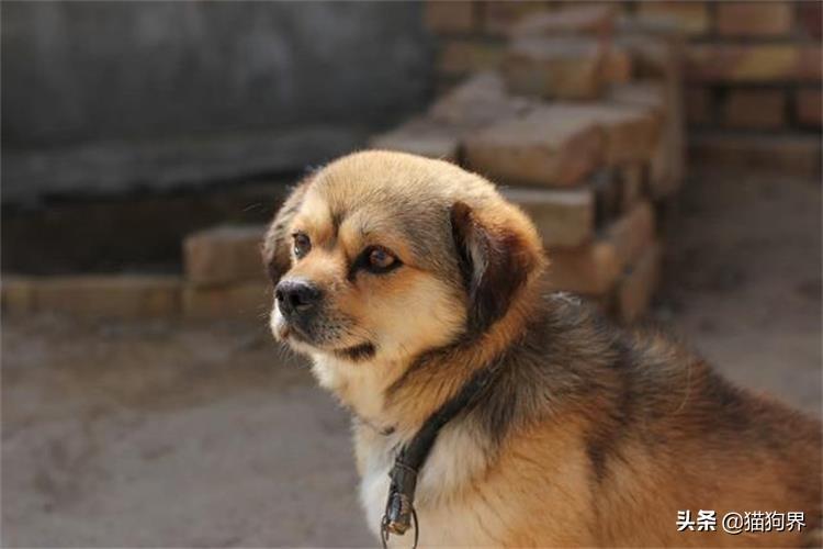 狗狗粪便为何不成形?到底是哪点出了错? 狗狗粪便为何不成形?到底是哪点出了错?