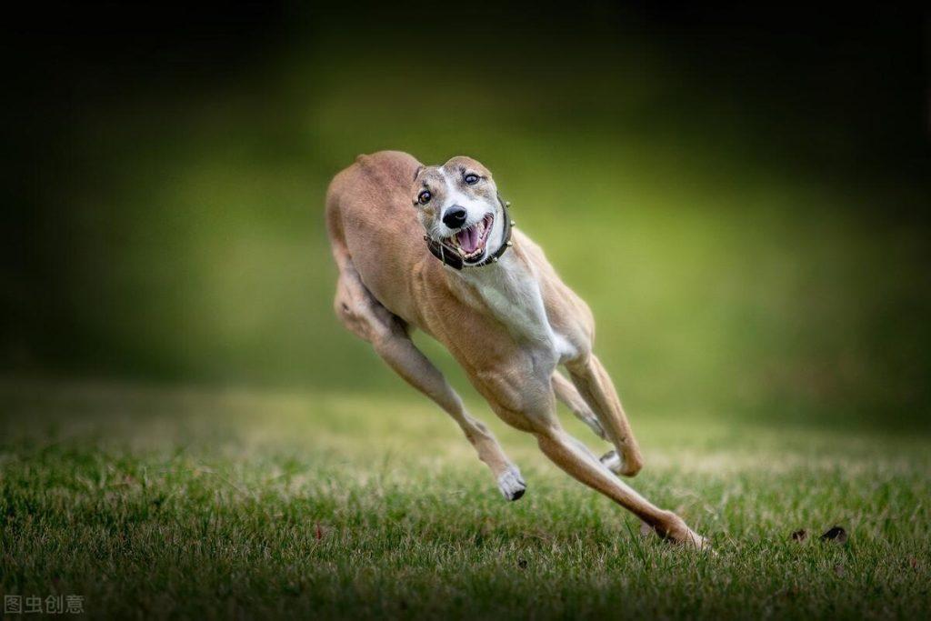 奔跑速度超快的“10种狗”，时速比得上小汽车