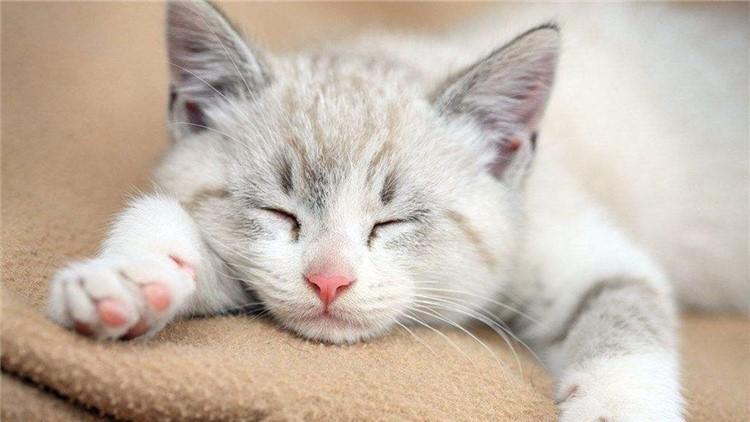 猫咪生病受伤,这10种药品可是救命药家庭必备 猫咪生病受伤,这10种药品可是救命药家庭必备
