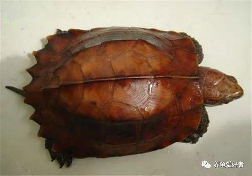 龟类饲养常见的脱水情况，如何预防和治疗？