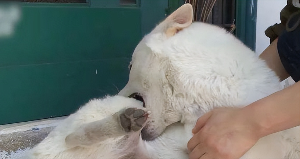狗狗狂犬病的5种前兆,一旦出现必须远离 狗狗狂犬病的5种前兆,一旦出现必须远离