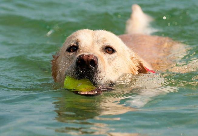 为什么你和你的狗应该避开蓝绿藻，会导致狗狗腹泻？