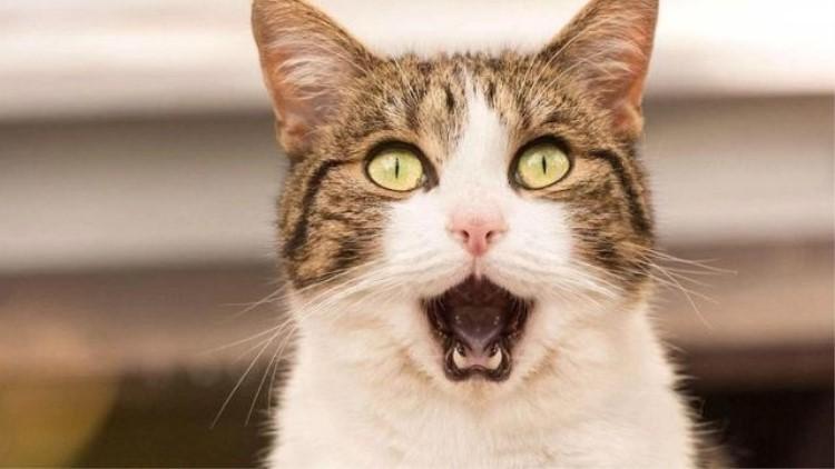 猫咪生病受伤,这10种药品可是救命药家庭必备 猫咪生病受伤,这10种药品可是救命药家庭必备