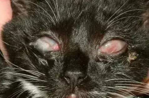 猫咪眼睛发炎红肿、流泪该怎么办？了解原因，铲屎官可以这样应对（猫咪眼睛红肿流泪怎么缓解）