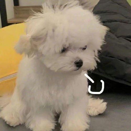 12种狗狗起名法,总有一种适合你,你家狗狗叫什么呢? 12种狗狗起名法,总有一种适合你,你家狗狗叫什么呢?