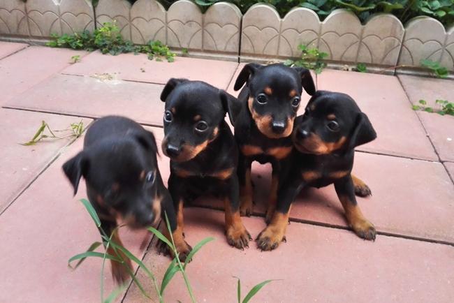 小鹿犬非常挑食怎么办不吃狗粮？有没有好的方法？