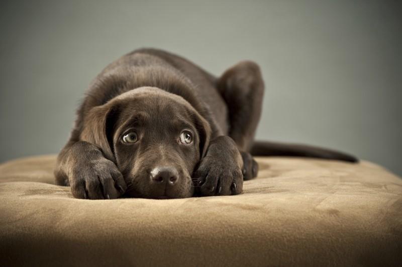 什么是类犬胰腺炎？狗狗胰腺炎有什么症状？