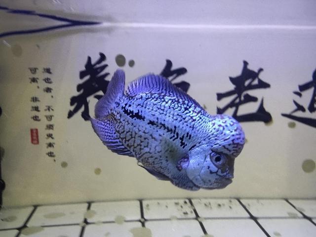 饲养罗汉鱼需要底滤鱼缸,和强悍的过滤系统吗,有什么注意事项?(养罗汉鱼过滤系统要多大容量) 饲养罗汉鱼需要底滤鱼缸,和强悍的过滤系统吗,有什么注意事项?(养罗汉鱼过滤系统要多大容量)