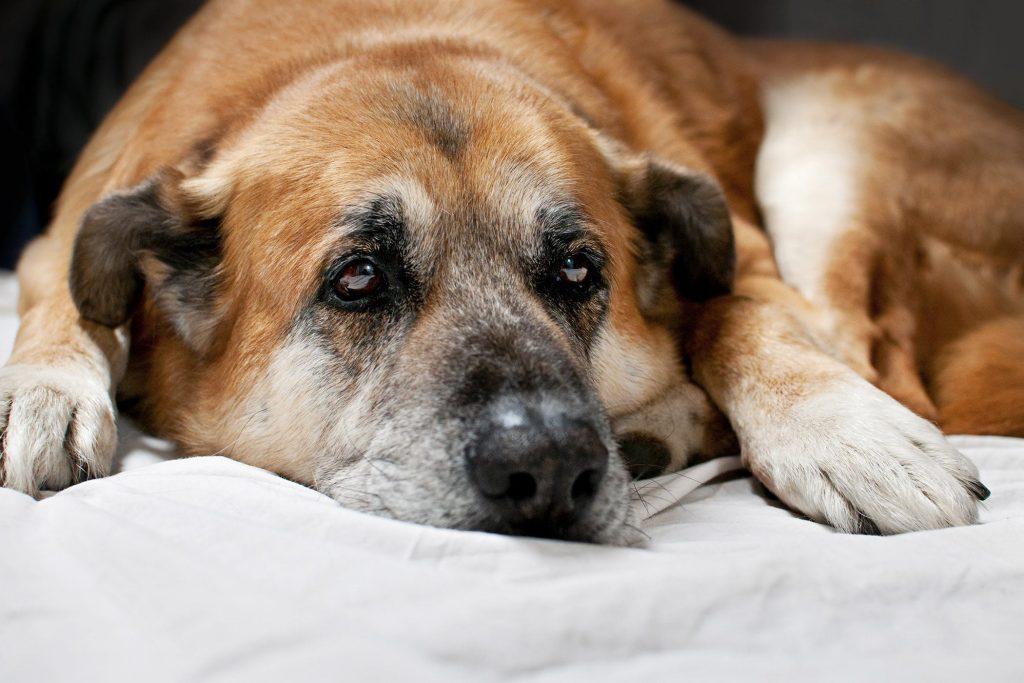 什么是犬胃炎?狗狗呕吐怎么办?频繁吐可能是患了胃炎 什么是犬胃炎?狗狗呕吐怎么办?频繁吐可能是患了胃炎