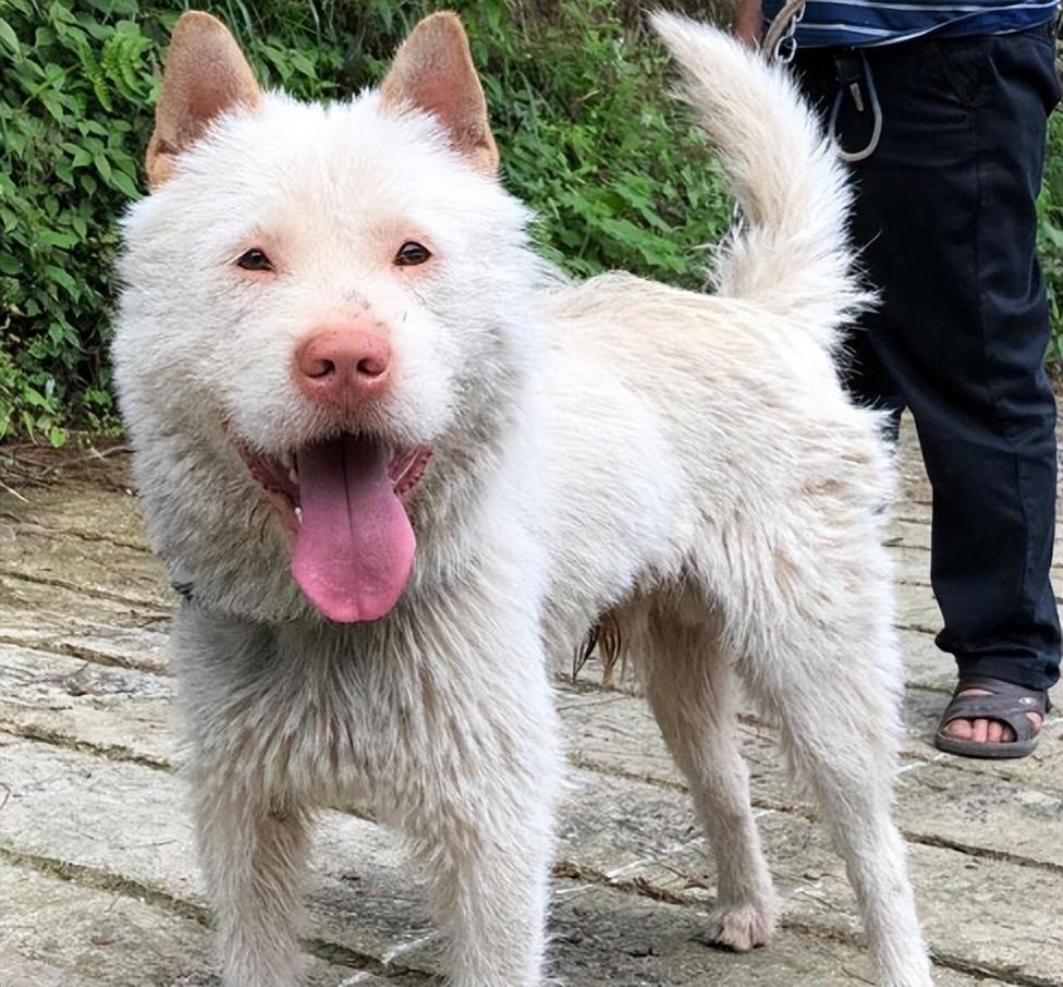 盘点狗界中打猎特别厉害的6种狗狗,都是值得饲养的! 盘点狗界中打猎特别厉害的6种狗狗,都是值得饲养的!