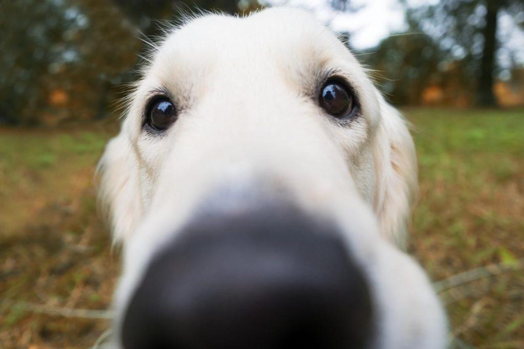 狗狗鼻子干就是生病？不一定，这4种情况下，狗狗鼻子干是正常现象