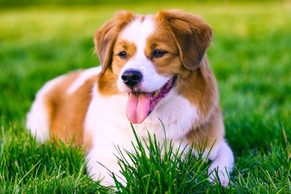不能忽视的 21 种狗症状，狗狗可能存在生命危险