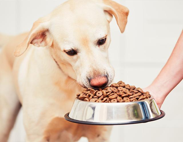 想给狗狗补一补？这4类天然营养品，可让狗狗更健康