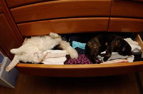 猫咪走失,莫惊慌,3个方法帮你找回它(猫咪走失后) 猫咪走失,莫惊慌,3个方法帮你找回它(猫咪走失后)