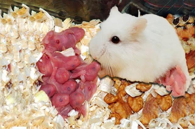 母仓鼠生完宝宝后，为何会吃自己的孩子？怎样避免母仓鼠食子行为发生？