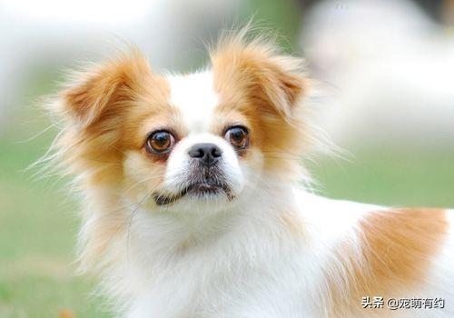 同因此蝴蝶犬被分为了两种，垂耳蝴蝶犬有返祖现象比较少见