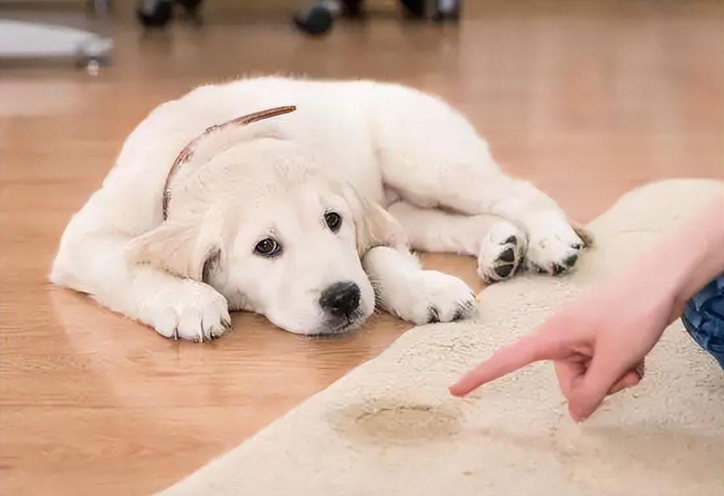 狗狗定点大小便训练篇：如何训练狗狗定点大小便？