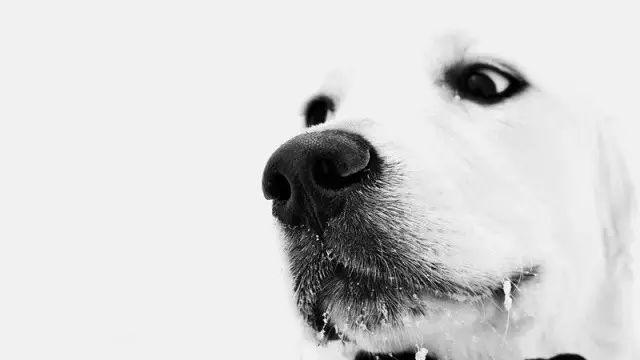狗狗鼻子变白的原因、处理方法！（狗狗鼻子变白是什么病）