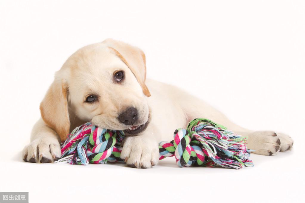 2-4个月的狗狗拉稀，该如何做好治疗和预防？（二个月狗拉稀）
