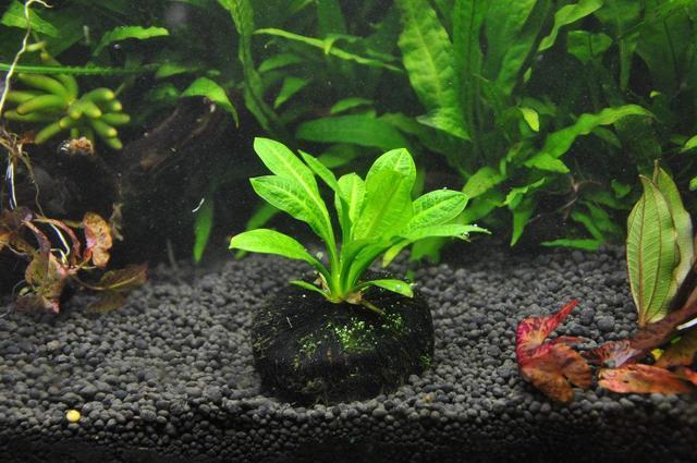 新手养殖孔雀鱼可以种植水草吗，什么水草简单易养？