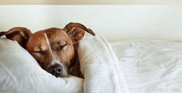 为什么狗狗一天到晚都在睡觉？导致狗狗睡眠时间长的原因有哪些？（狗为什么一整天睡觉）