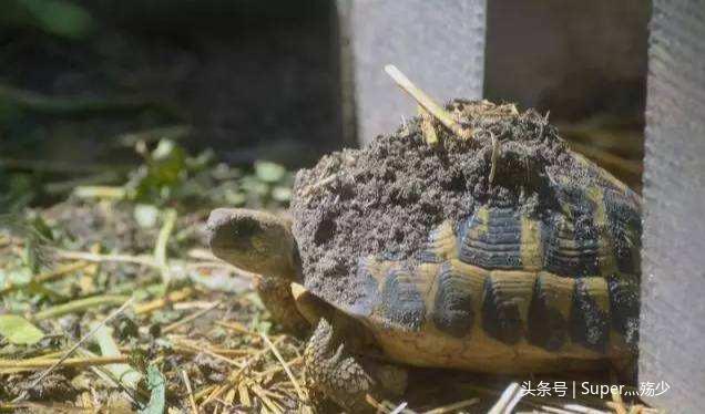 陆龟中最适合新手入坑的一种——赫曼陆龟的简单介绍
