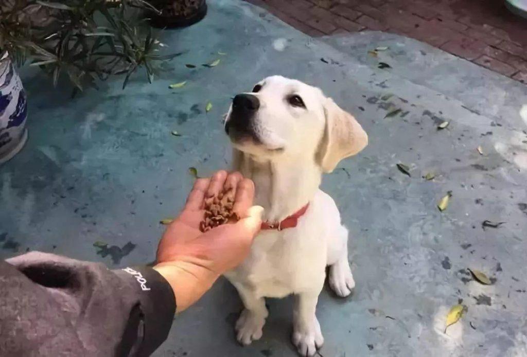 狗狗吃不下东西还呕吐?小心是巨大食管症,主人又该如何喂饭?(小狗吃不进去饭怎么办) 狗狗吃不下东西还呕吐?小心是巨大食管症,主人又该如何喂饭?(小狗吃不进去饭怎么办)