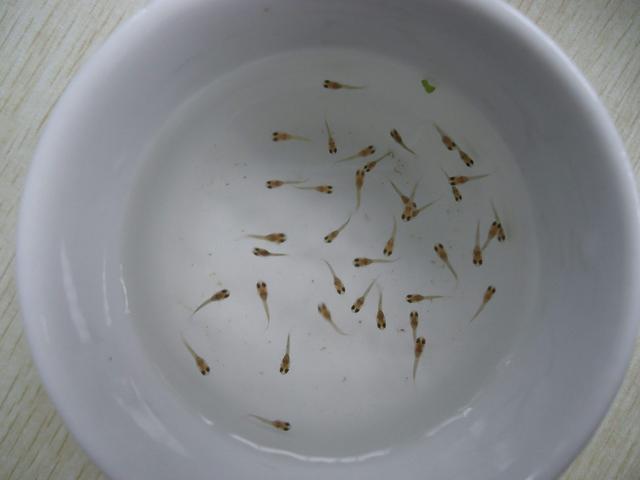 刚出生的小鱼苗最早多久可以换水吗?换多少合适如何操作为好? 刚出生的小鱼苗最早多久可以换水吗?换多少合适如何操作为好?