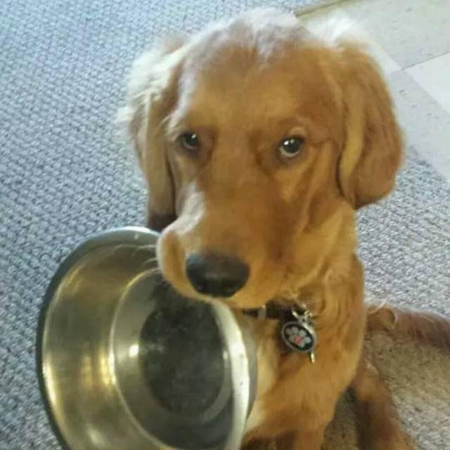 金毛犬挑食不吃狗粮怎么办？饿它一两顿、让金毛多运动、定时定点定量喂食